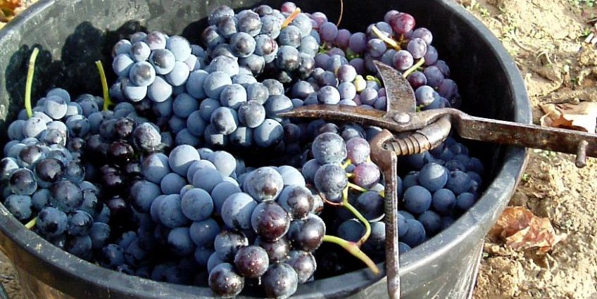 Red grapes at harvest