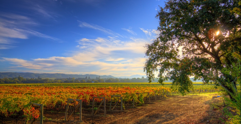 What's On In March - Savor Sonoma