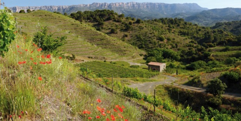 Top 10 Wine Producing Regions of the World - Spain