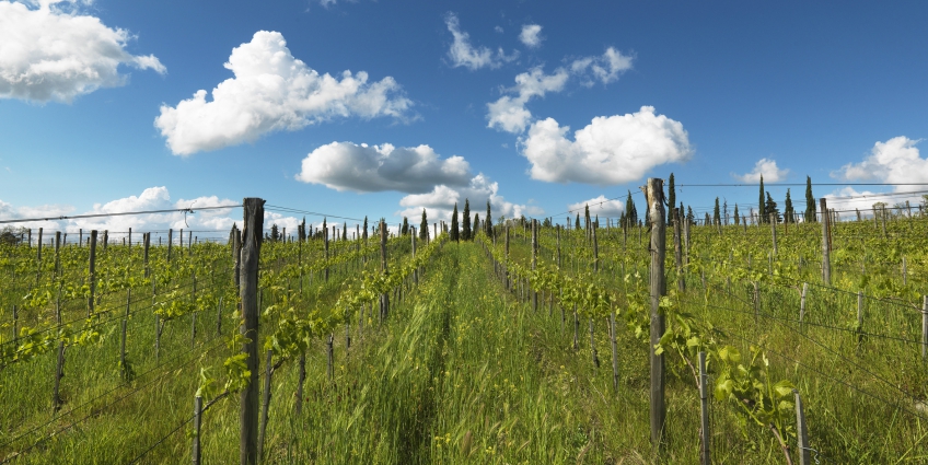 Best Organic and Biodynamic Wineries To Visit - Querciabella