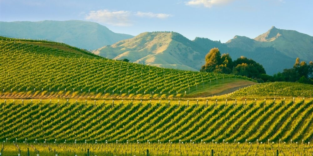 200 Years of Wine in New Zealand, Winerist