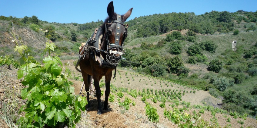 Best Organic and Biodynamic Wineries to Visit - Sao del Coster Spain