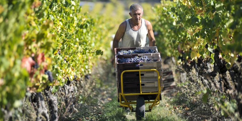 Sustainability, Organic and Biodynamic Wines - La Verriere