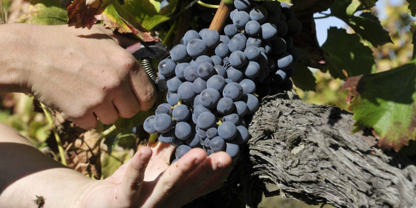 Sustainability, Organic and Biodynamic Wines - hand picking harvest