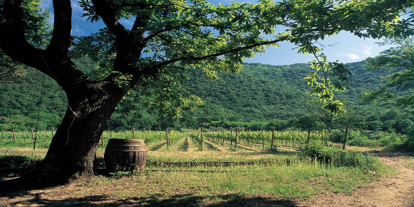 Sustainability, Organic and Biodynamic Wines - Barone Pizzini