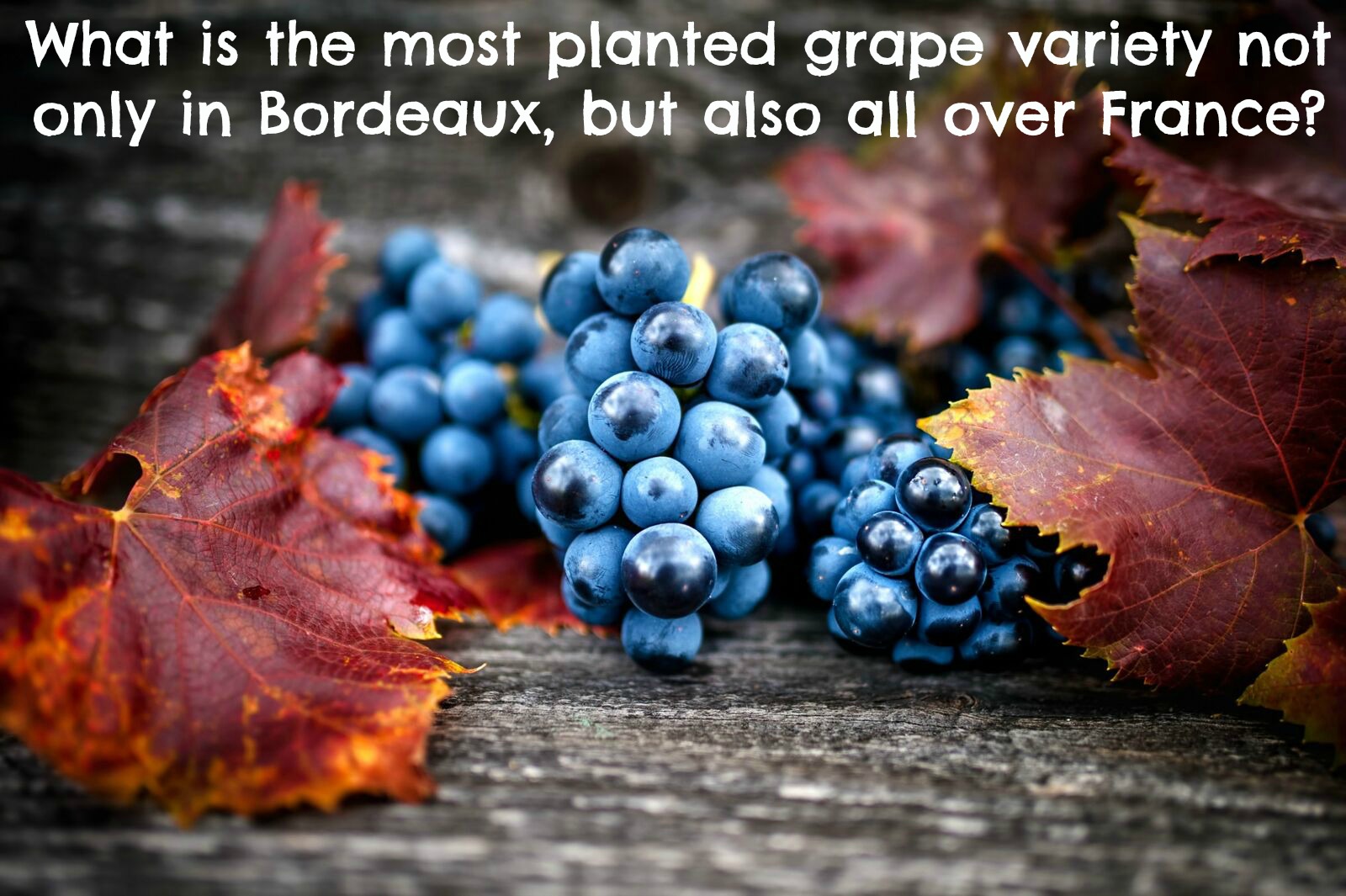 What is the most planted grape variety not only in Bordeaux, but also all over France?