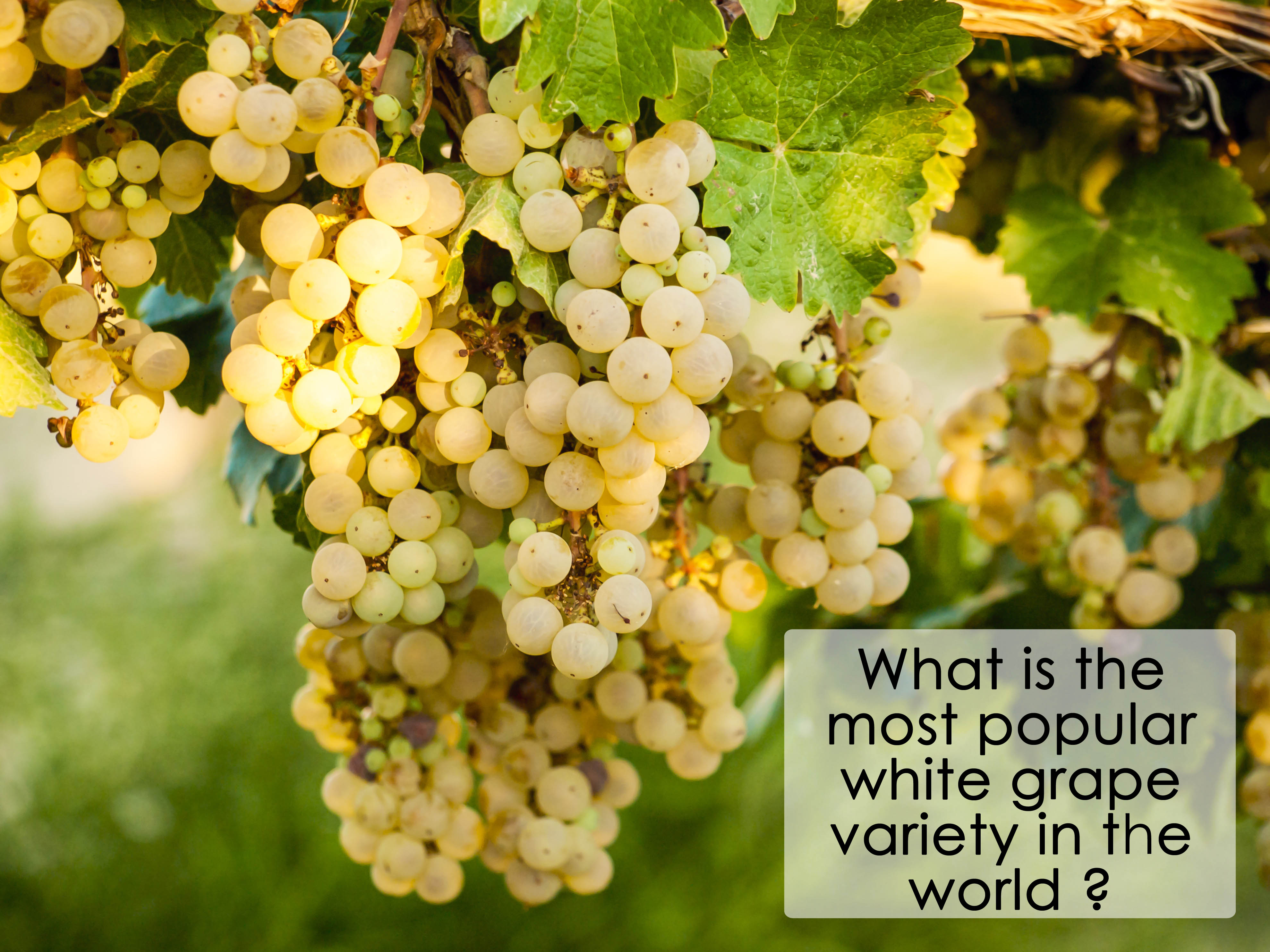 What is the most popular white grape in the world?
