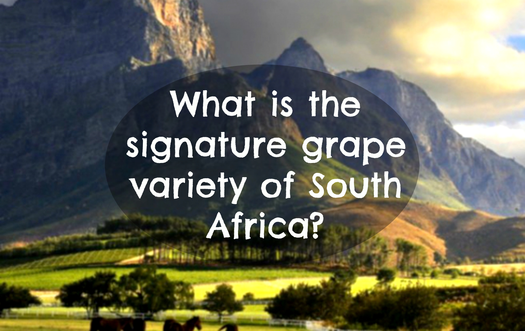 What is the signature grape variety of South Africa?