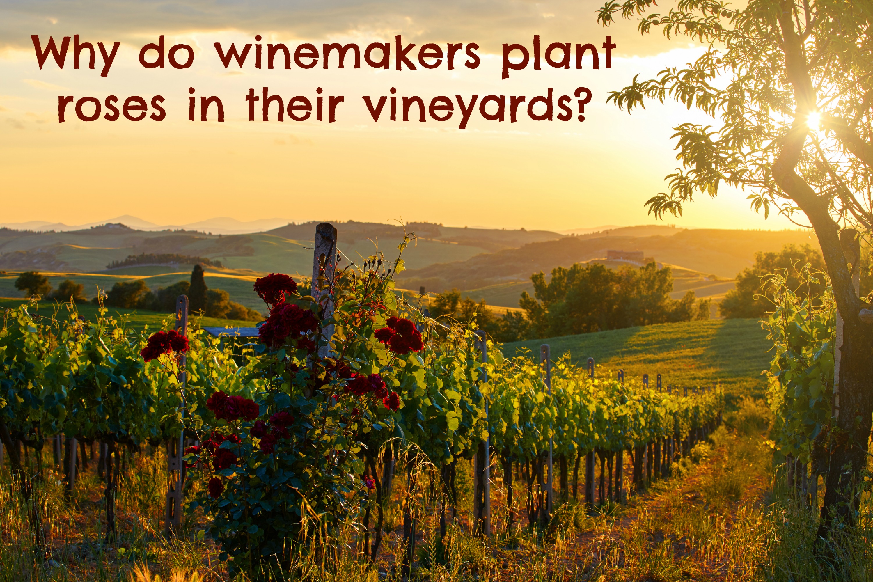 Why do winemakers plant roses in their vineyards?