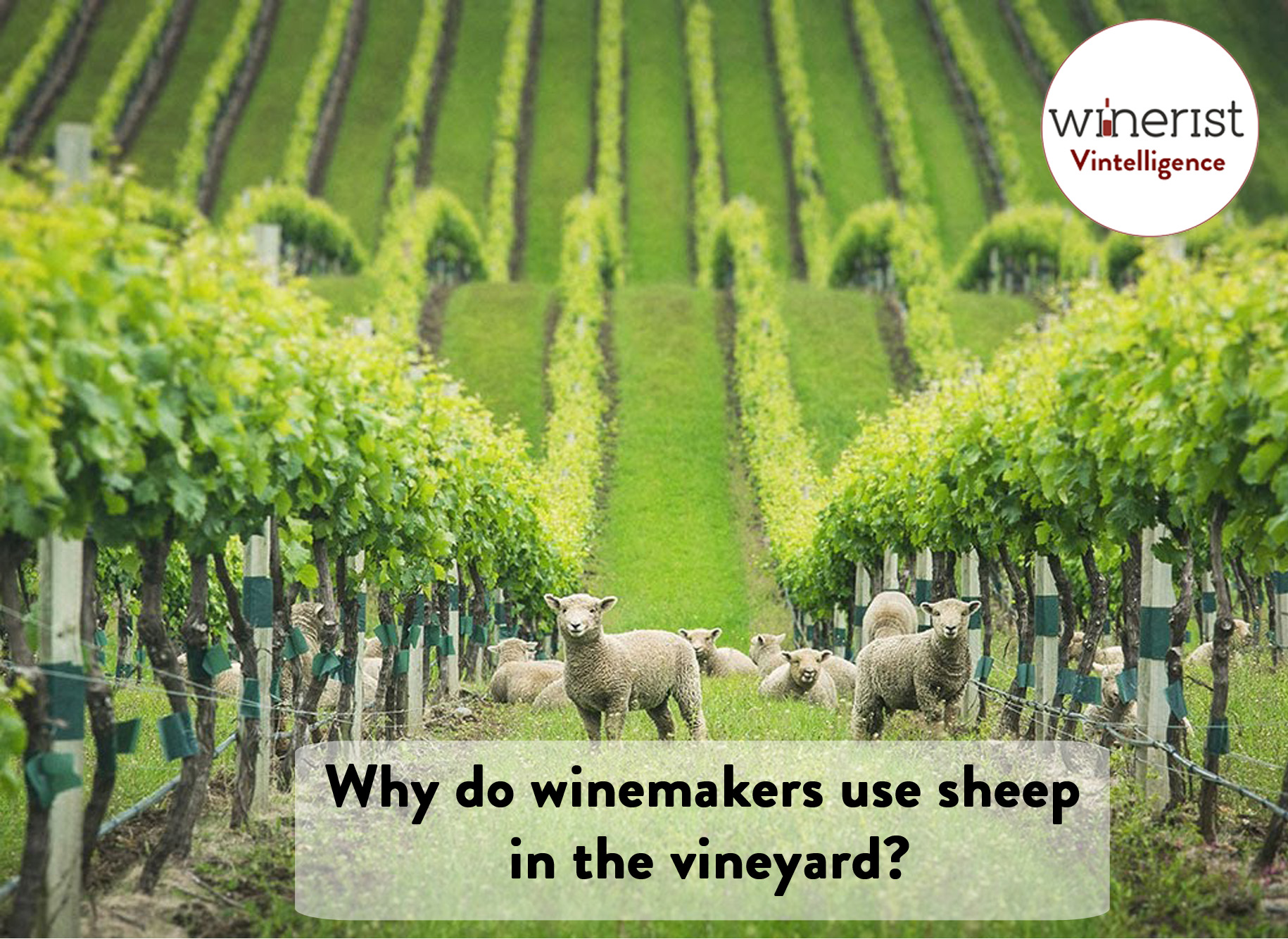 Why do winemakers use sheep in the vineyard?
