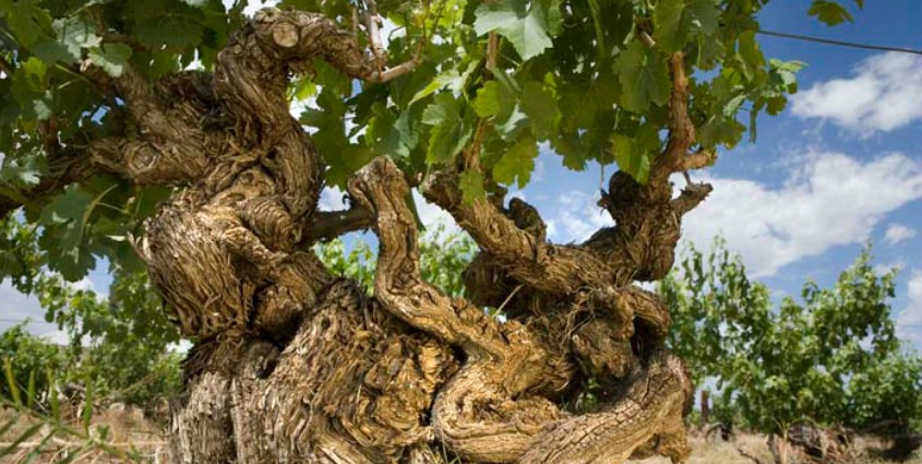 Really old vines are a rarity in the world, since the large grape louse epidemic in the second half of the 19th century. But some countries luckily have remarkably old ones. For example, in Australia the oldest vines date from 1843. True or False?