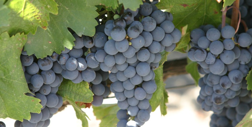 Several countries claim signature grapes. What is THE red grape Argentina is known for?