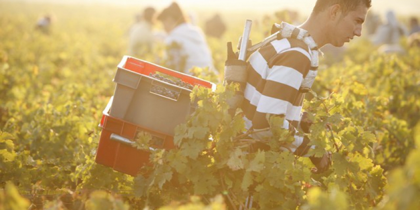 Sustainability, Organic and Biodynamic Wine - Harvest