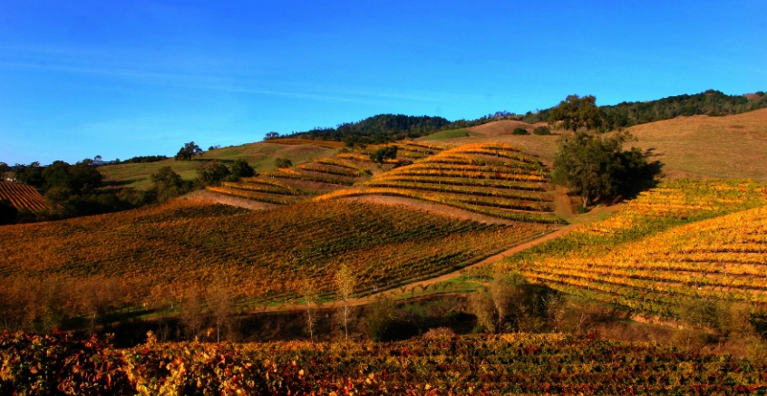 Top 10 Wine Producing Regions - USA