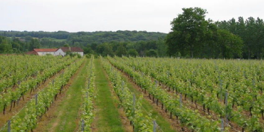 Best Wineries in Loire Valley - Domaine Coirier