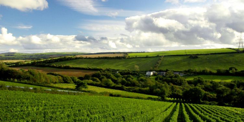 British Wines - Camel Valley Vineyard Cornwall