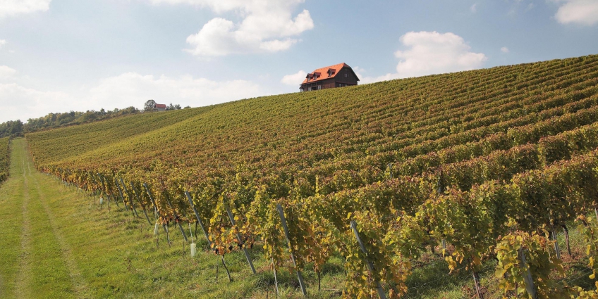Best Organic and Biodynamic Wineries to Visit - Bolfan Vinski Vrh