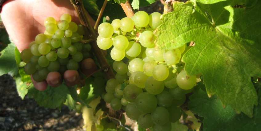 English Wines - Grapes in Vineyard