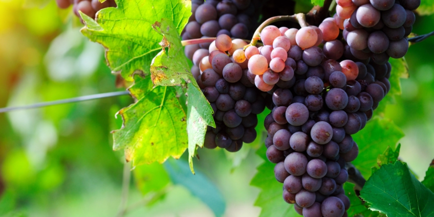 Key Grape Varieties of Provence - Grapes