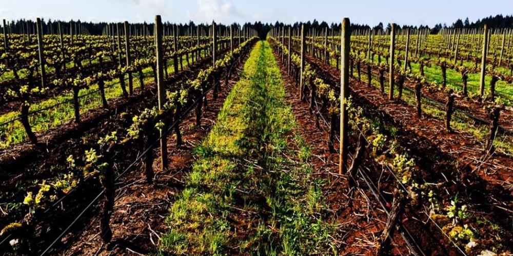 Argyle Winery Best Wineries in Oregon winerist