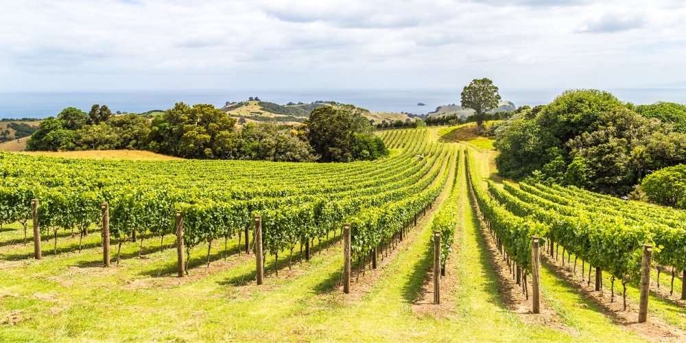 Auckland, New -Zealand Why the North Island’s East Coast is a Must-Visit, Winerist
