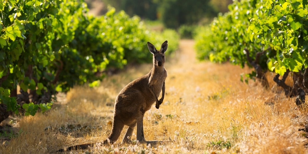 Beautiful Australia, Winerist