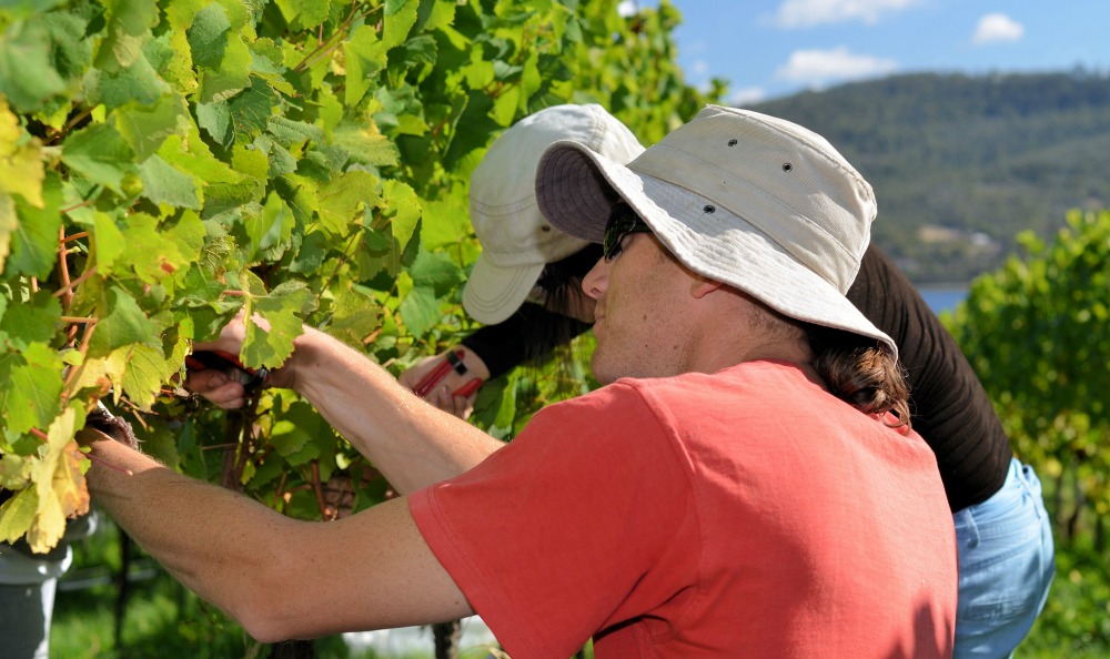 Australian Grape Varieties: Reds