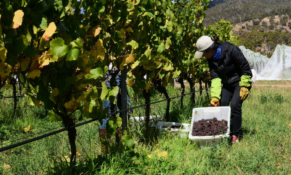 Australian Grape Varieties: Reds