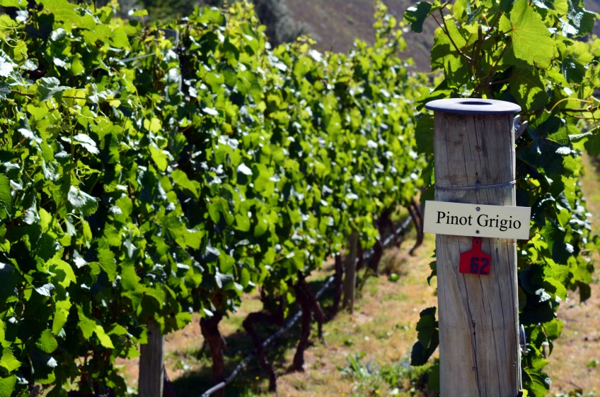 White Australian Wine Grapes