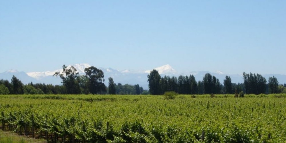 Balduzzi Best Wineries to Visit in Chile winerist.com