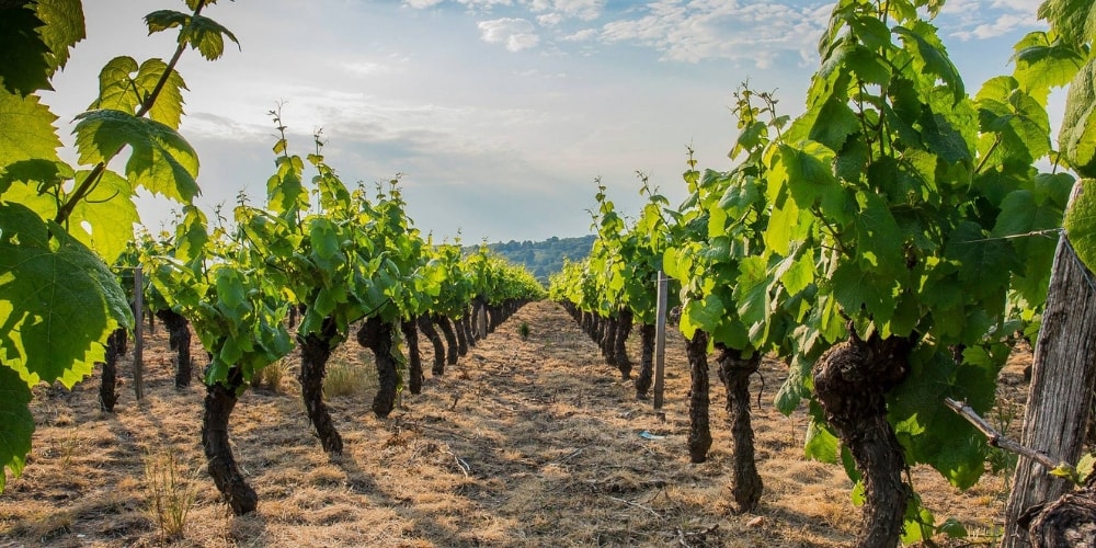 Beaujolais Grand Crus for Spring and Summer Winerist