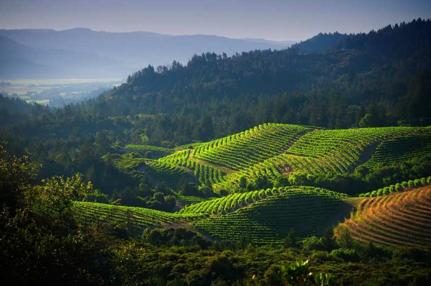 vineyards in Napa Valley, California, USA