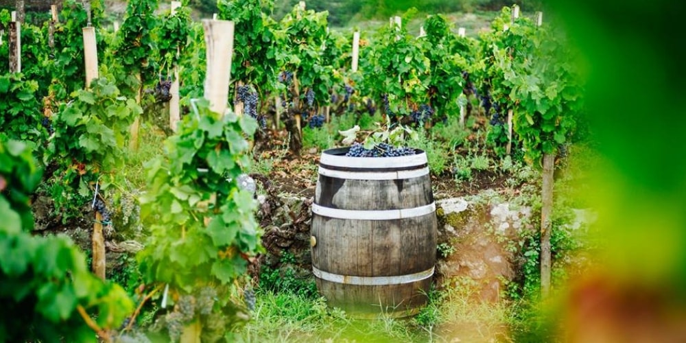 Benanti Viticoltori Best Wineries to Visit in Etna, Sicily winerist.com