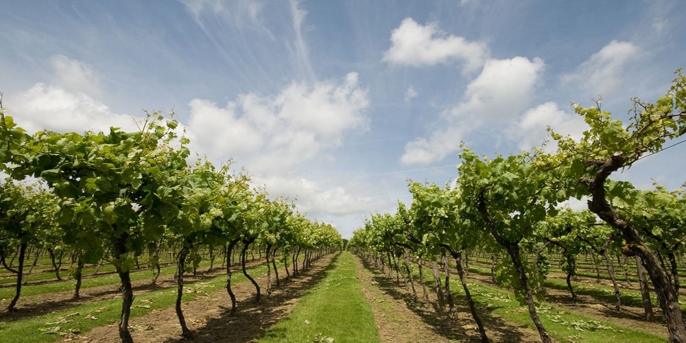 Biddenden Vineyards, Discovering the Wineries of Kent, Winerist
