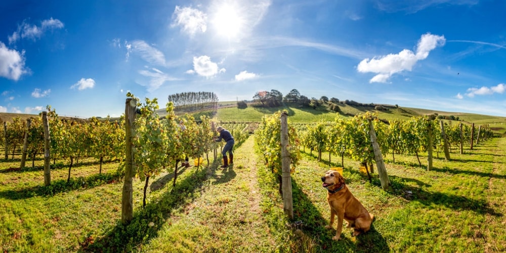 Sussex vineyards hotsell