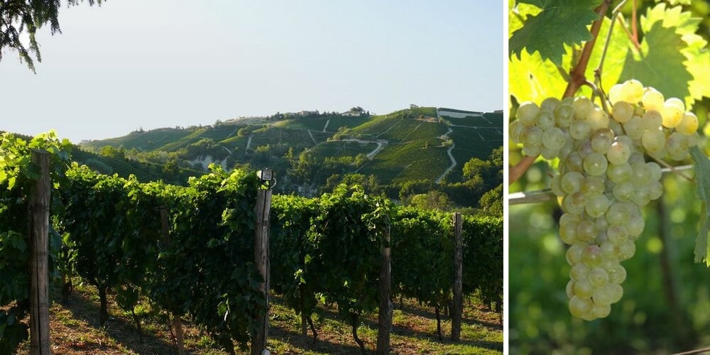 Ca’ D’Gal, Top Wineries to Visit in Piedmont, Winerist