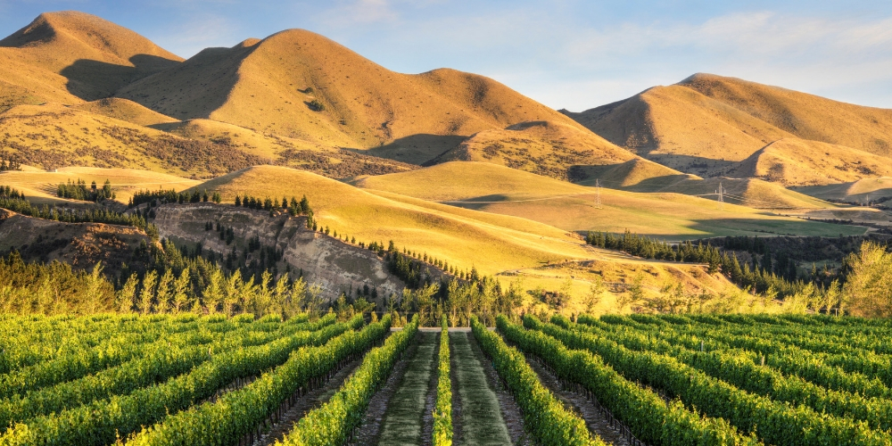 Canterbury, Wine Regions of New Zealand, Winerist