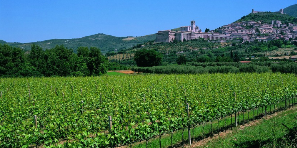 Cantina Saio Assisi Winerist