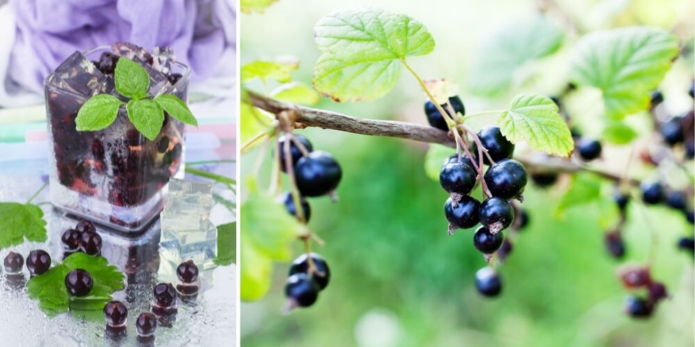 Cassis: The Town, The Wine, The Liqueur The Bubbly