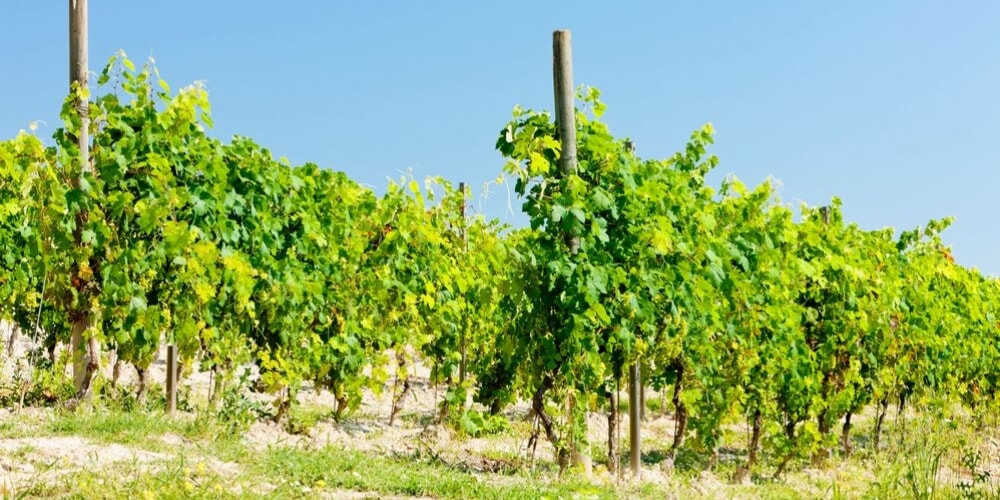 Ciabot Berton, Top Wineries to Visit in Piedmont, Winerist