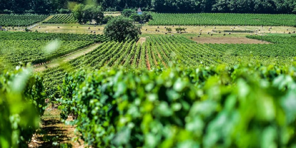 Clos Triguedina winery in Cahors, Winerist