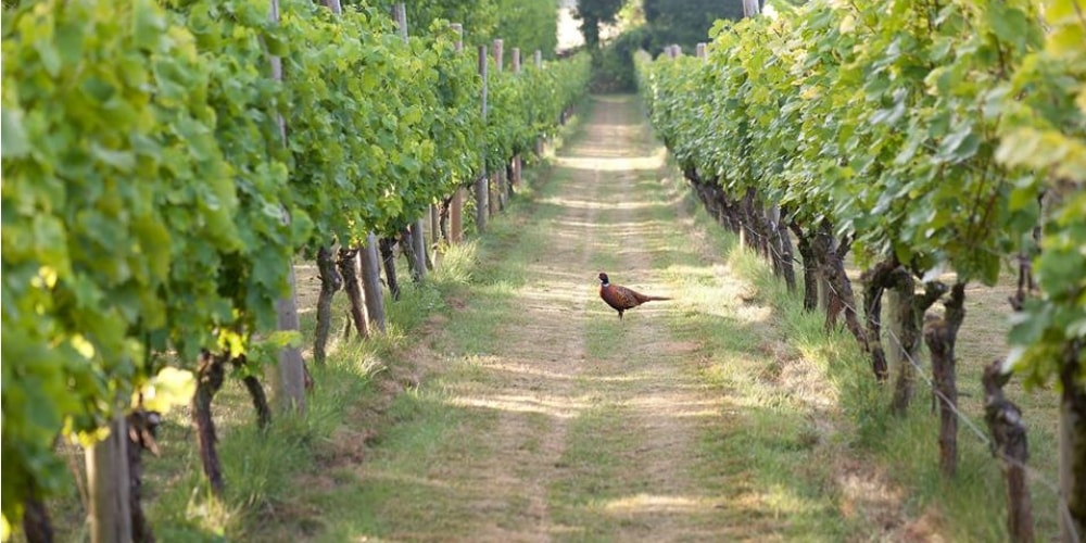 Danebury Vineyards Best Wineries in Hampshire Winerist