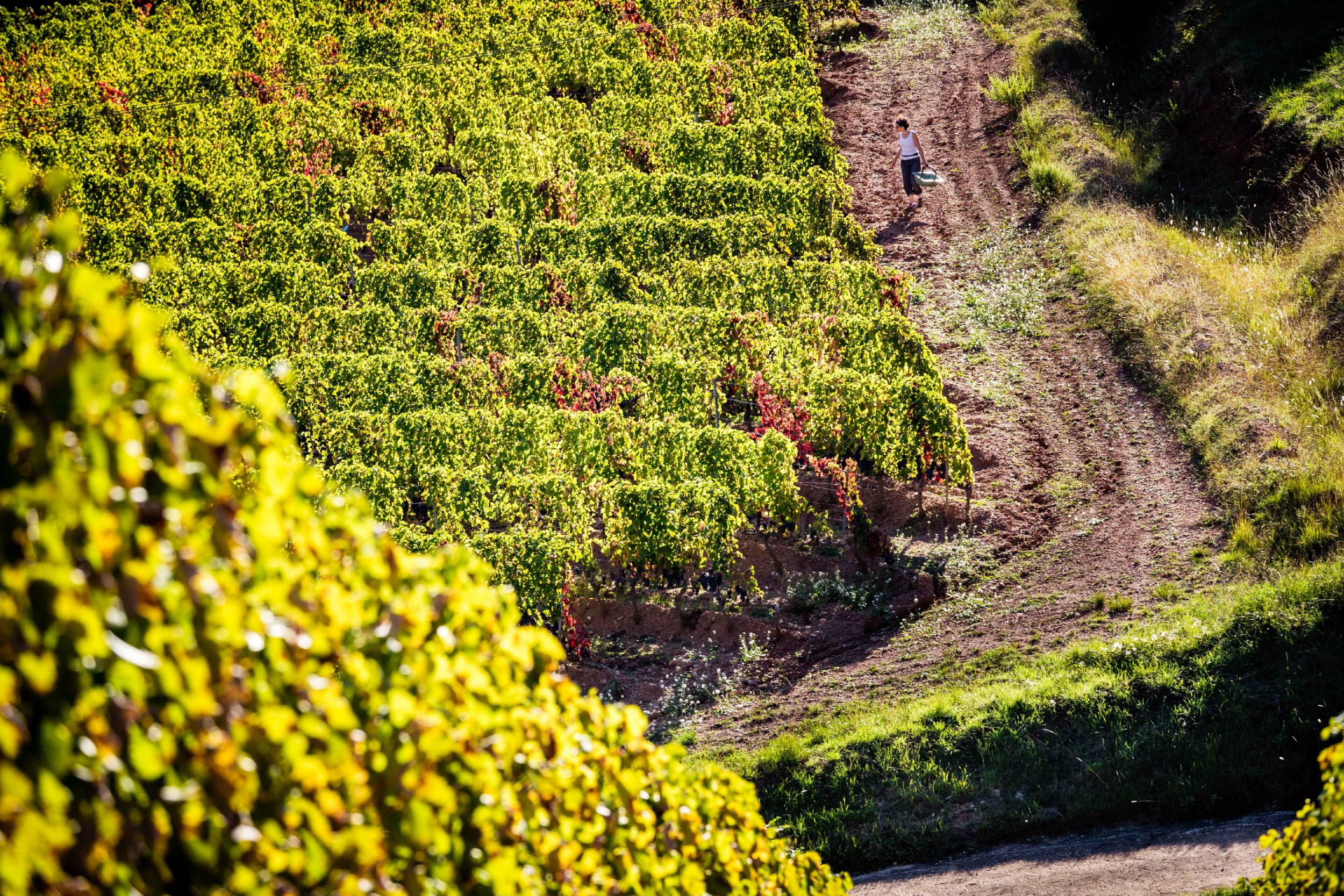 Domaine La Madura in Saint Chinian