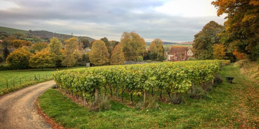 East Meon Vineyard Best Wineries in Hampshire Winerist