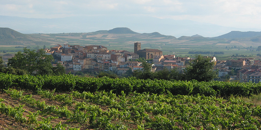 Rioja vineyards