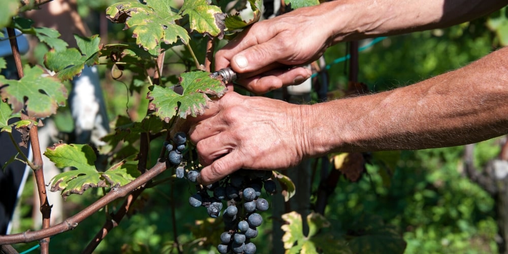 Exploring Organic Wine with New Zealand Winegrowers, Winerist