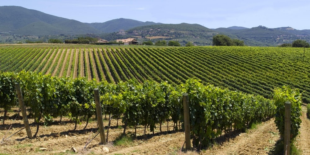 Falesco Best Wineries to Visit in Lazio winerist