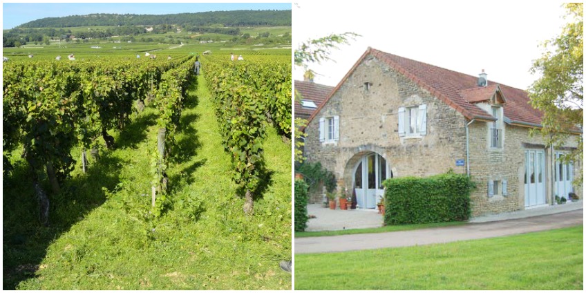 Best wine & Food in Burgundy