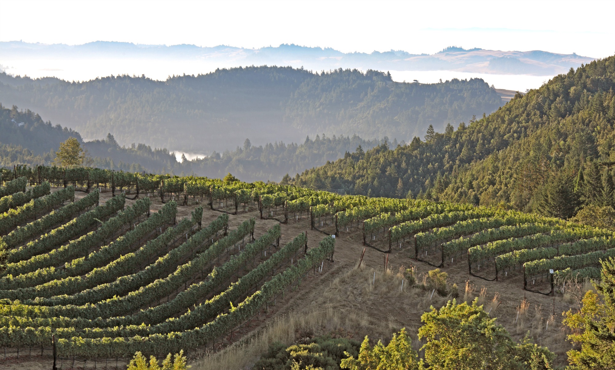 Fort Ross Vineyards