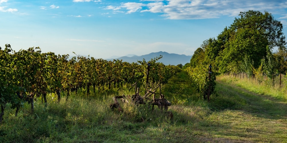 Georgian ‘Orange’ Wine Winerist